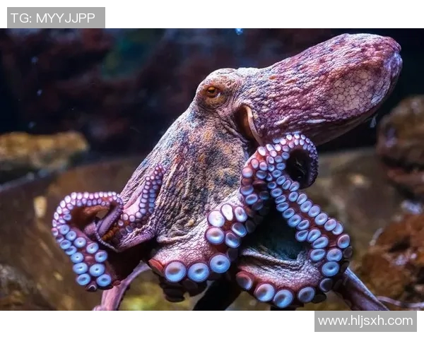 章鱼为何成为足球明星的代名词及其背后的故事揭秘